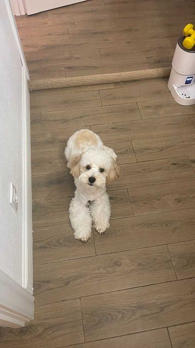 Мальтипу F1 (9 месяцев)