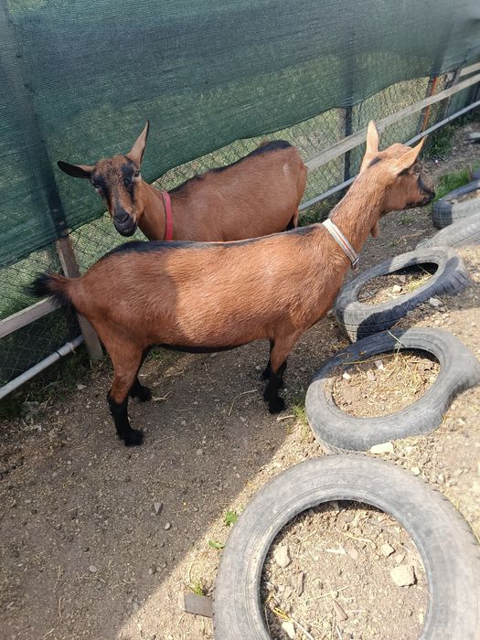 Capră alpină 1,7 ani gestantă