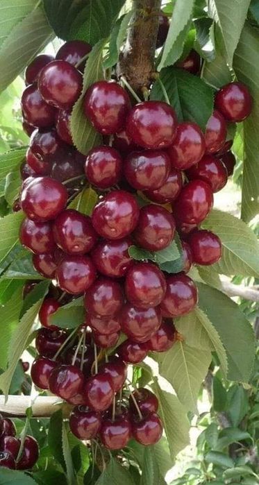 Сертификат берамиз кучатларга