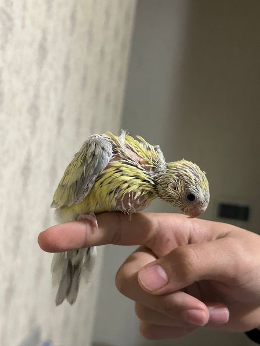 Попугай певчий. .