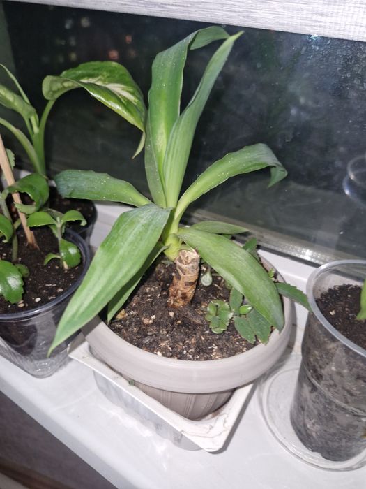 Цыеты домашние растееие