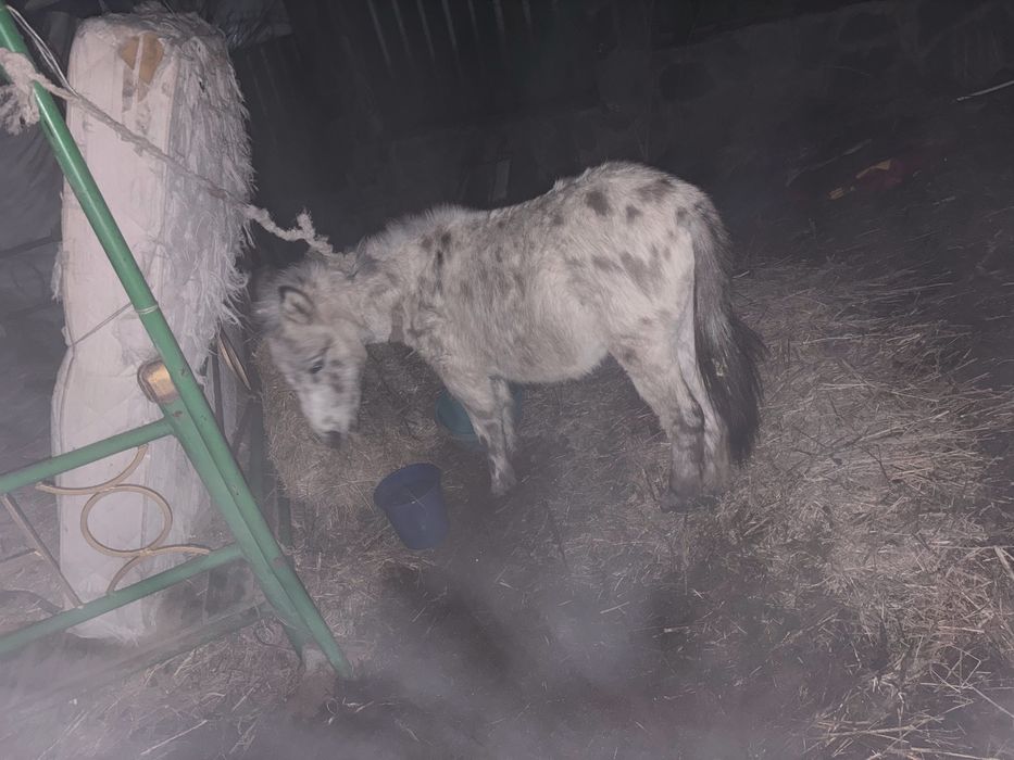 Пони возможно обмен