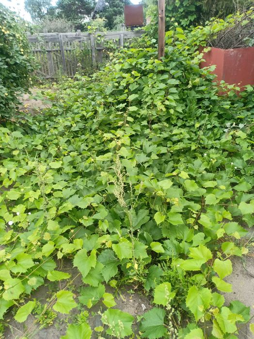 Продам дачу в СО "Автомобилист"