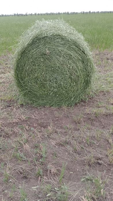 Продам свежий житняк