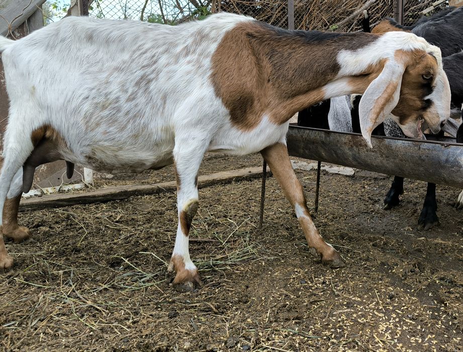 Нубийские   козы