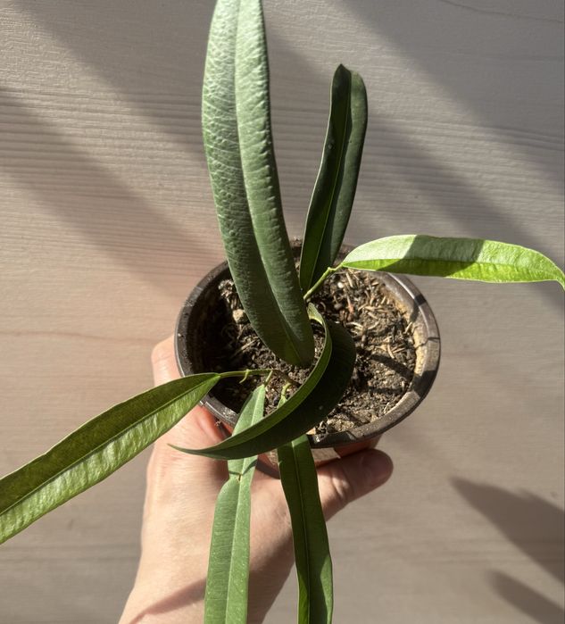 Пролам фикусы укорененные