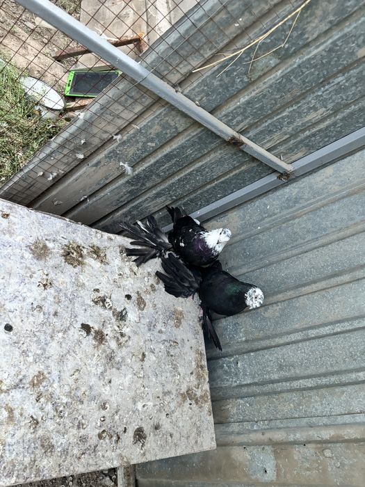 Голуби пара гульсар