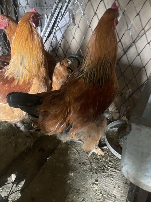 петухи продам хорошие