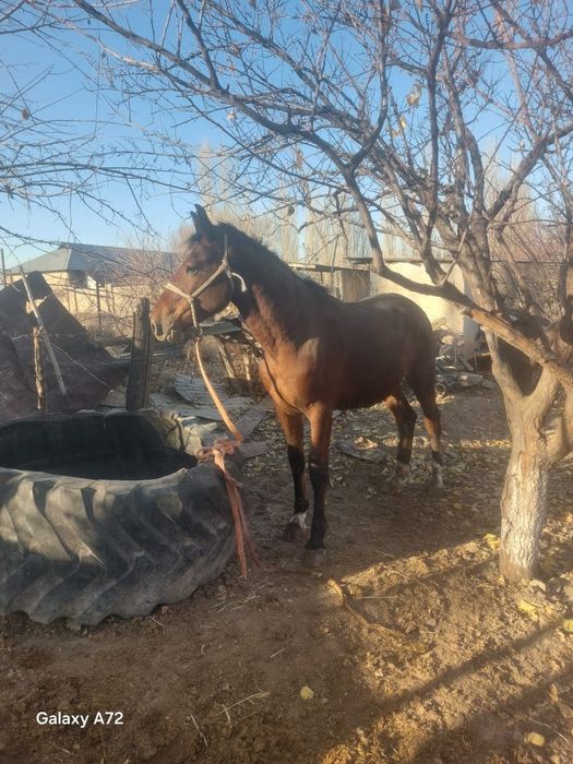 Дөнен тай сатылады