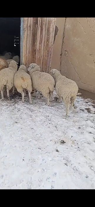 Продам барашеков упитанных