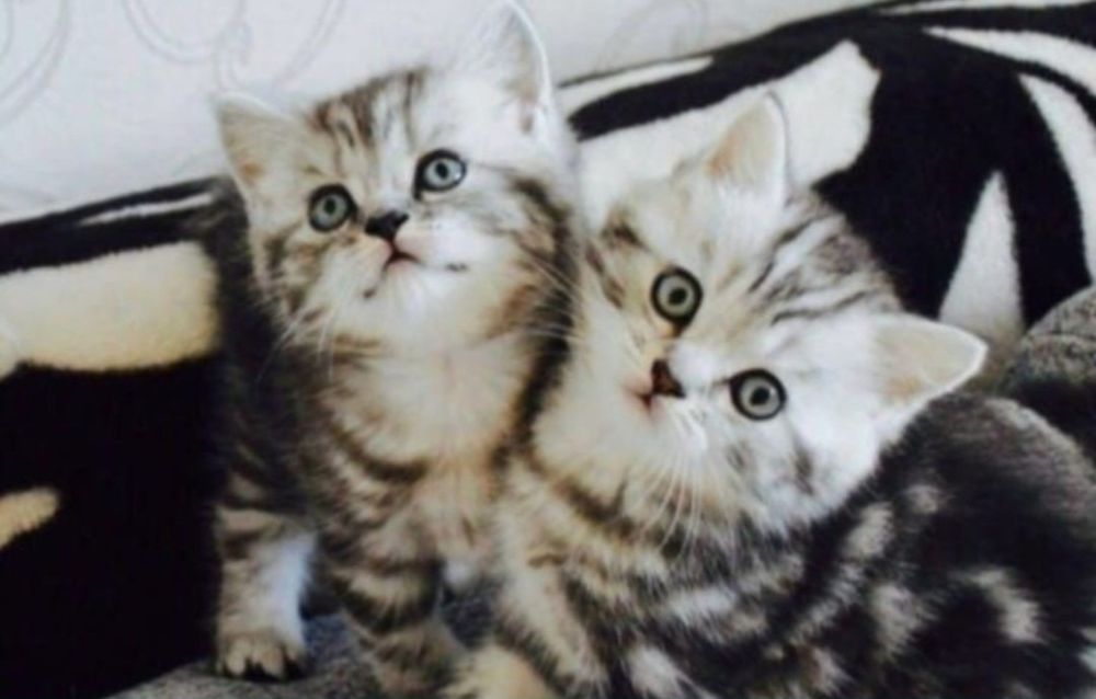 Шотланские котята