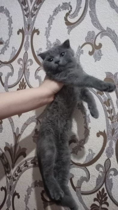 Scotish strayt 2,5 oylik narxi 1 mln