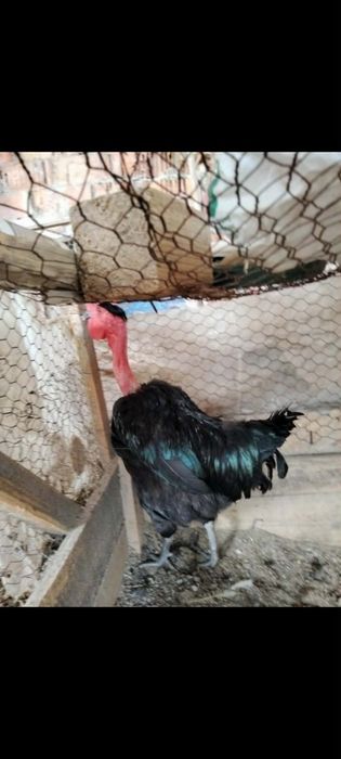 Vând  pereche gaini Gât golaș de Transilvania