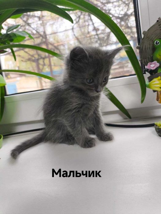 Отдам котят в добрые руки