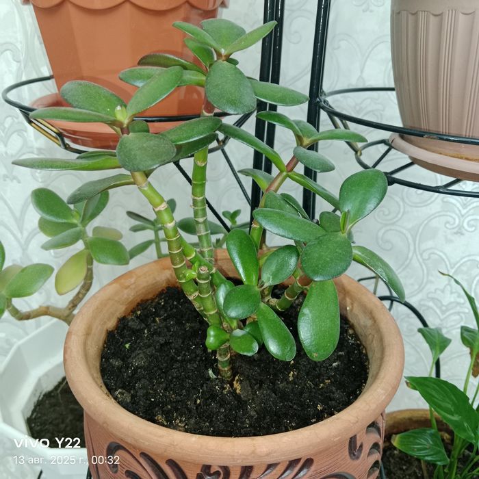 Цветок  денежный