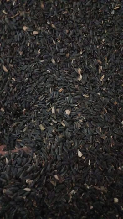 Vindem cereale 2025 / cantități mari/ Porumb/ Amestec cereale