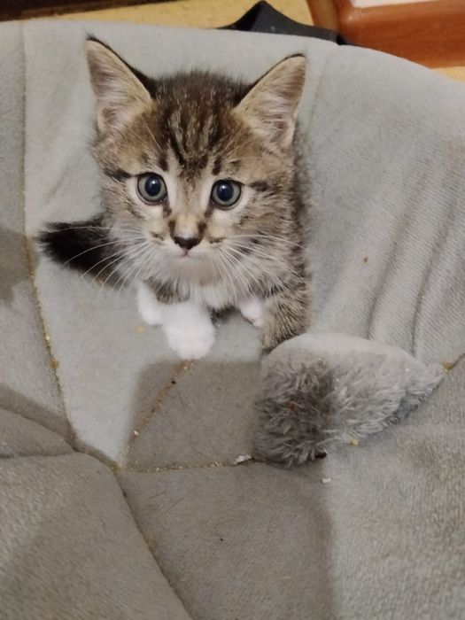 Котята ищат мам и пап