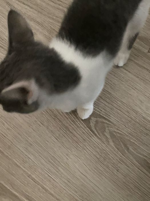 Отдам котят в хорошие руки