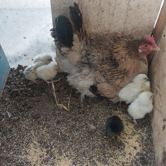 Квочка с цеплятами.