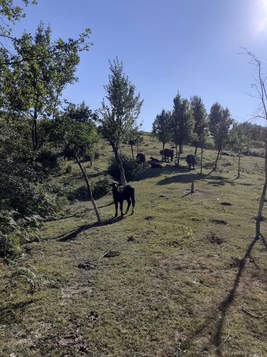 Vand vitei si vitele de bivolita