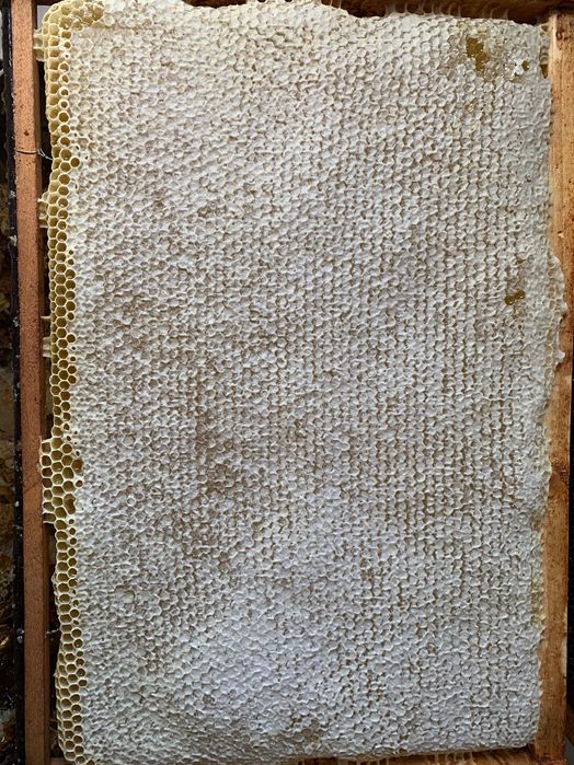 Miere de salcâm si polifloră