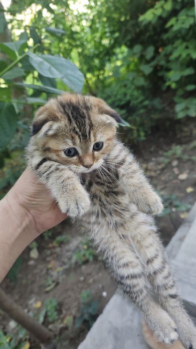 Skotish Strayt , juda chiroyli, 1,5 oydan oshdi