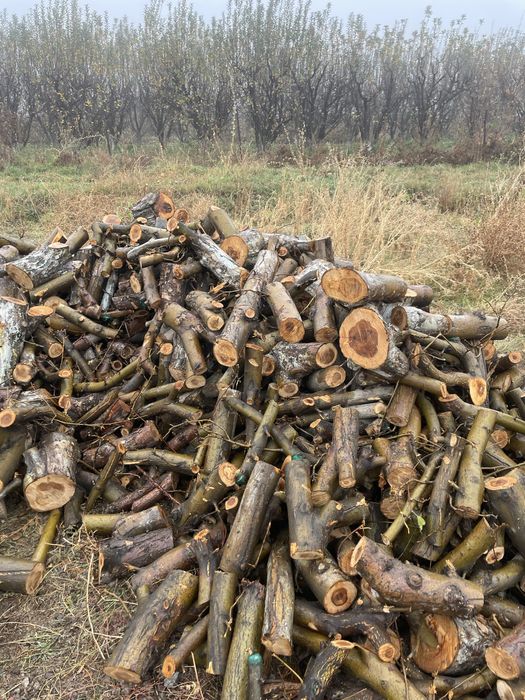 Дрова яблоневые в Есик