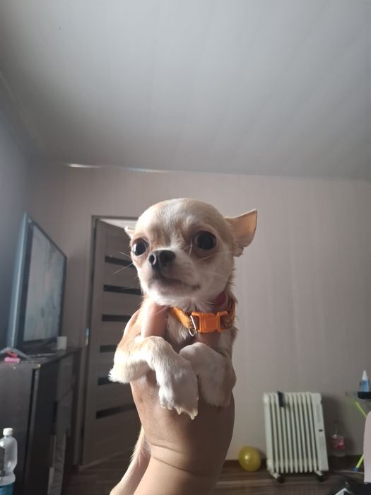 Продам чихуахуа         .