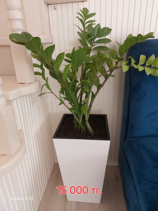 Комнатные цветы от 3 000