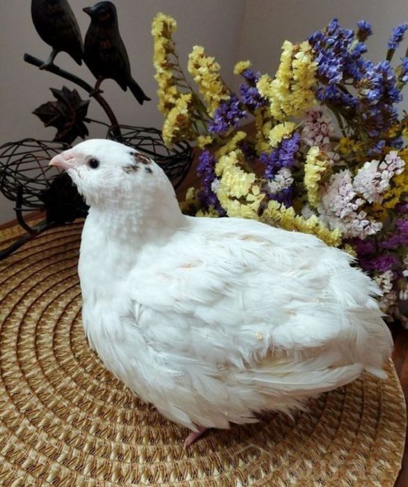 Beliy gigant 400-500gr