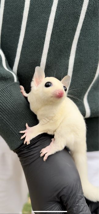 Белка летяга .- . сахарный - посум.