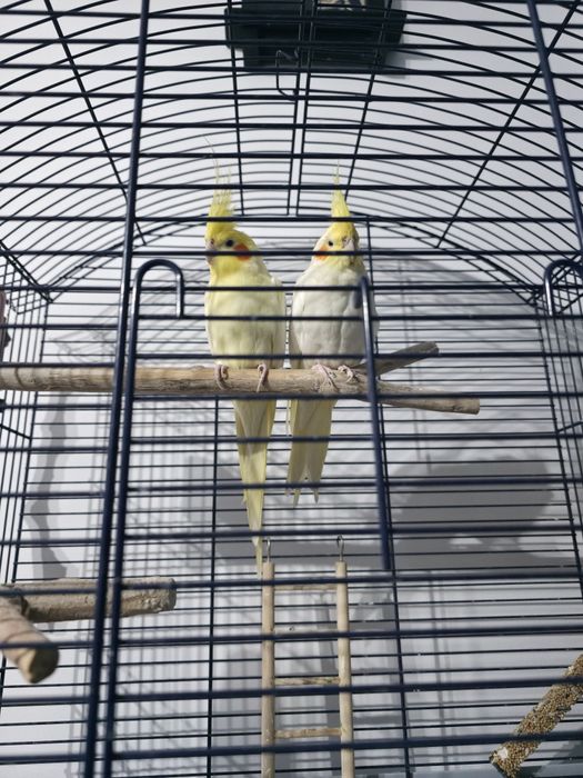 Papagali pereche Nimfe