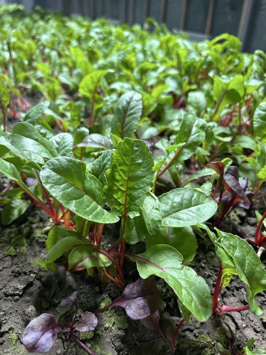 Продам мангольд, свежий