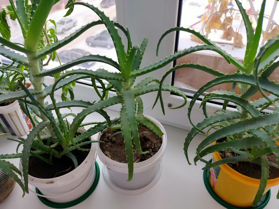 Алоэ лечебное, 3 года