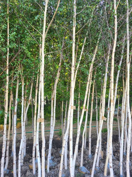 Расстении для ландшафта