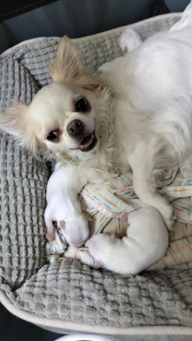 щенки чихуахуа , Резерв