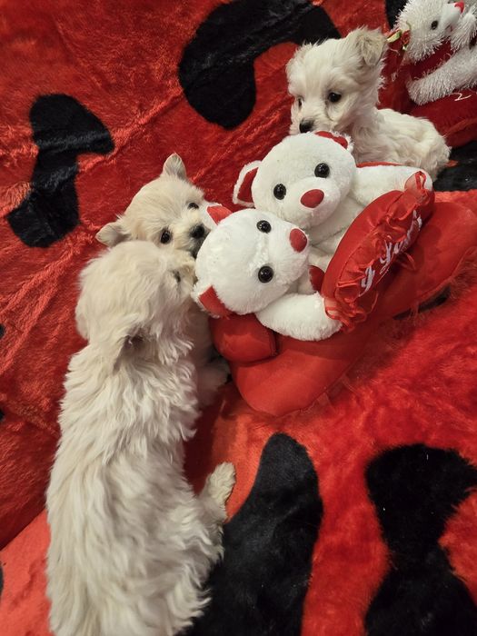 Уникални мини болонки малтезар