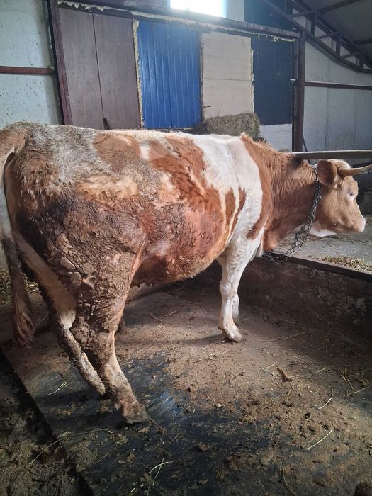 Vand junele gestante