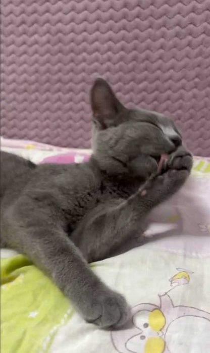 Отдам котенка БЕСПЛАТНО