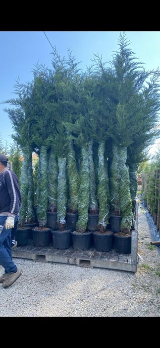 Cupressus leylandi gard viu veșnic verde
