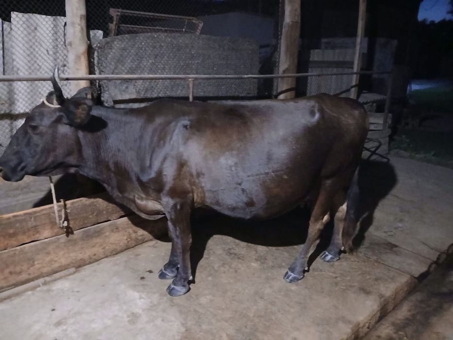 Сиыр сатам Продам корову