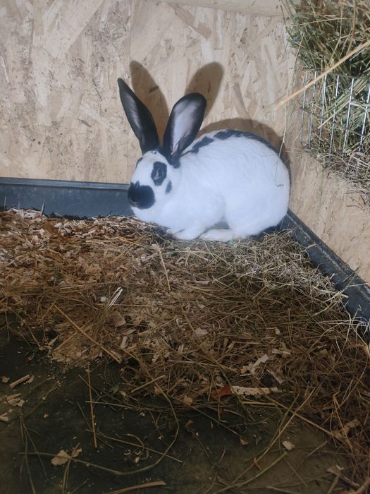 Iepuri Uriaș Pestriț German