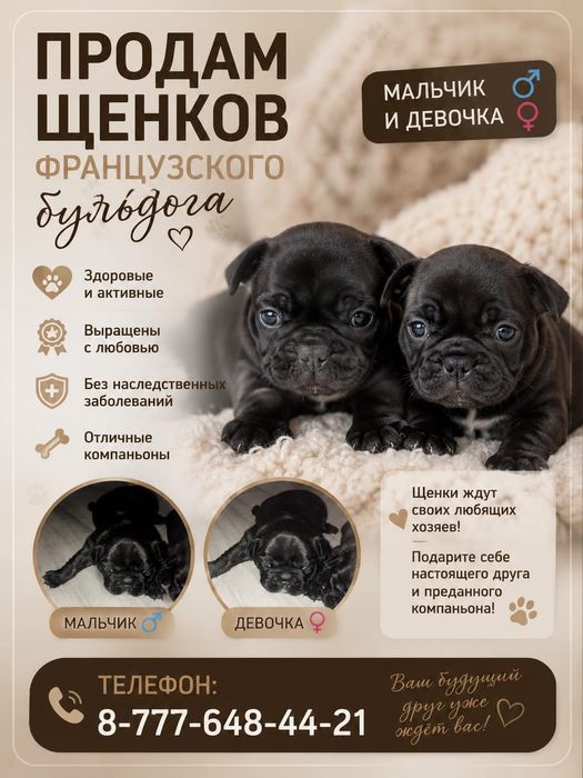 Продам щенков французский бульдог