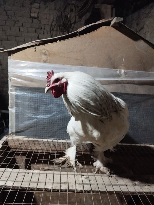 Brama Xoroz sotiladi