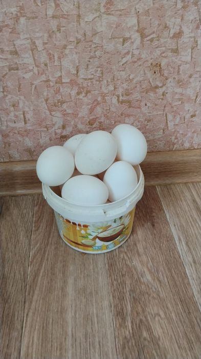 Продаю кур 15 штук