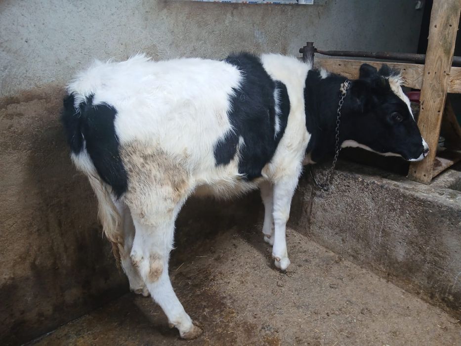 3 еркек 2 урғашы сатылады