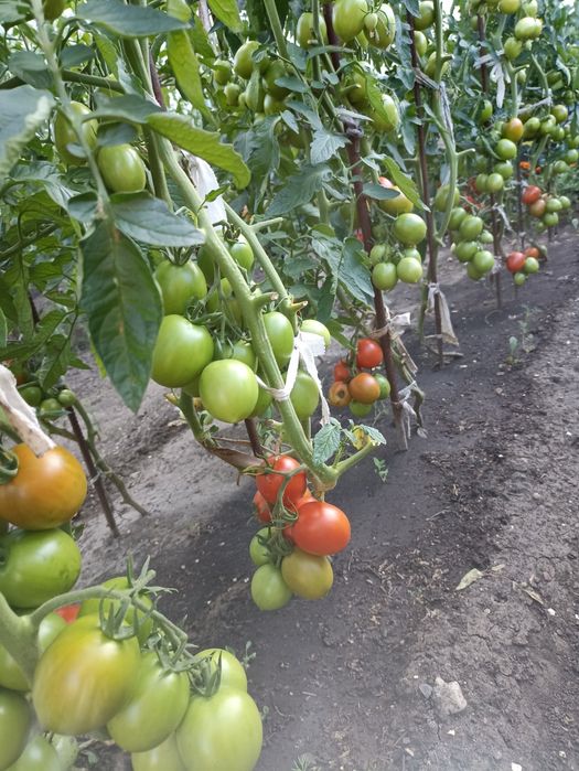 Продам рассаду помидор