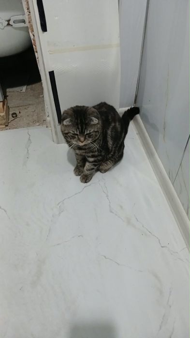 Кот шотландская порода