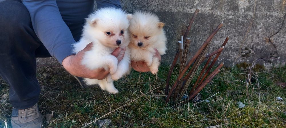 Продавам Померан