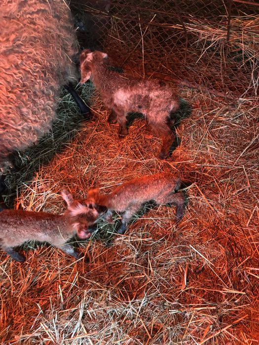 Oaie romanov la prima fatare cu 3 miei .doua mielute si un berbecut